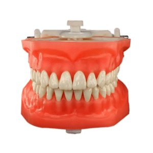 manequim-top-macromodelo-pd-112-pronew